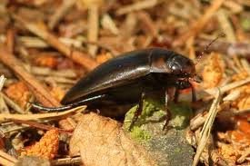 Attēlu rezultāti vaicājumam “Colymbetes paykulli”