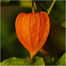 Attēlu rezultāti vaicājumam “Physalis alkekengi fruit”