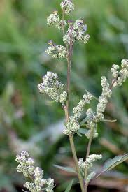 Attēlu rezultāti vaicājumam “Chenopodiaceae”