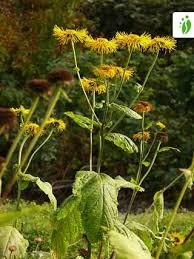 Attēlu rezultāti vaicājumam “Telekia speciosa flower”