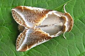 Attēlu rezultāti vaicājumam “Habrosyne pyritoides”