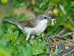 Attēlu rezultāti vaicājumam “Sylvia curruca adult”