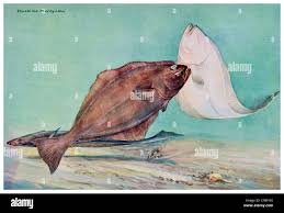 Image result for Hippoglossus hippoglossus