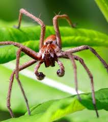 Attēlu rezultāti vaicājumam “Pisaura mirabilis female”