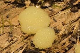 Attēlu rezultāti vaicājumam “Stemonitis fusca”