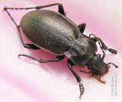 Attēlu rezultāti vaicājumam “Carabus nemoralis”
