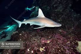 Image result for Carcharhinus plumbeus