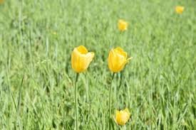 Attēlu rezultāti vaicājumam “Tulipa gesneriana”