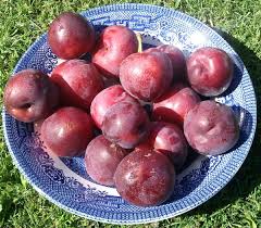Attēlu rezultāti vaicājumam “Prunus (plum-tree) fruit”