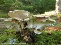 Attēlu rezultāti vaicājumam “Bondarzewia mesenterica”