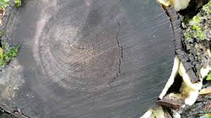 Attēlu rezultāti vaicājumam “Sarcodontia crocea”