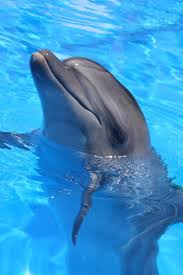 Image result for Tursiops truncatus