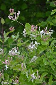 Attēlu rezultāti vaicājumam “Lonicera caprifolium”