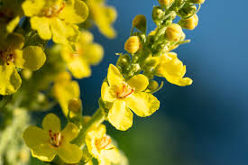Attēlu rezultāti vaicājumam “Verbascum thapsus flower”