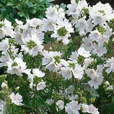 Image result for Malva moschata alba