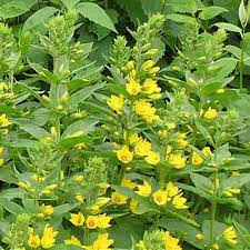 Attēlu rezultāti vaicājumam “Lysimachia punctata”