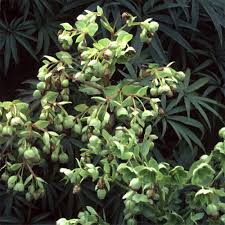 Image result for Helleborus foetidus