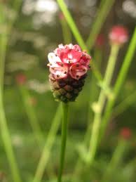 Attēlu rezultāti vaicājumam “Sanguisorba officinalis bud”
