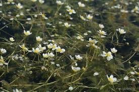 Attēlu rezultāti vaicājumam “Batrachium circinatum flower”
