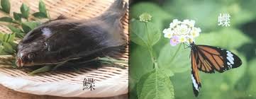 「憚木蝶左」の画像検索結果