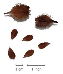 Attēlu rezultāti vaicājumam “Fagus sylvatica fruit”