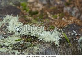 Attēlu rezultāti vaicājumam “Usnea hirta”