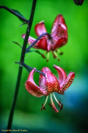 Image result for Lilium martagon `Manitoba Fox`