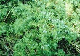 Attēlu rezultāti vaicājumam “Juniperus communis male flower”