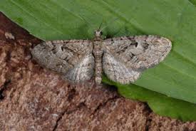 Attēlu rezultāti vaicājumam “Eupithecia pusillata”