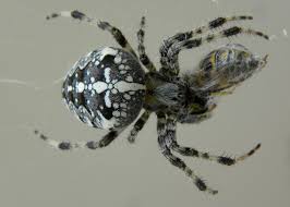 Attēlu rezultāti vaicājumam “Araneus diadematus female”