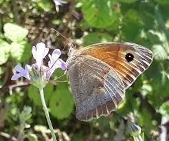 Attēlu rezultāti vaicājumam “Maniola jurtina”