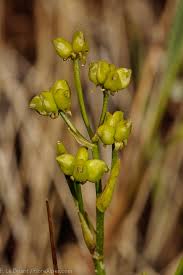 Attēlu rezultāti vaicājumam “Scheuchzeria palustris”