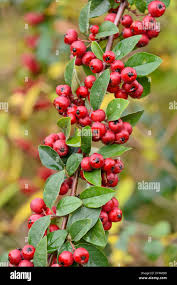 Attēlu rezultāti vaicājumam “Cotoneaster multiflorus”