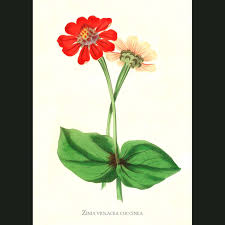 Image result for Zinnia violacea
