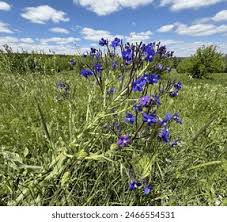 Attēlu rezultāti vaicājumam “Anchusa arvensis flower”