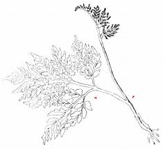 Attēlu rezultāti vaicājumam “Botrychium multifidum”
