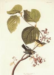 Image result for Gaillardia amblyodon