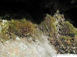 Attēlu rezultāti vaicājumam “Rhabdoweisia fugax”