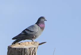 Attēlu rezultāti vaicājumam “Columba livia f. domestica adult”