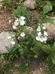 Attēlu rezultāti vaicājumam “Malva moschata alba flower”