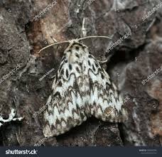 Attēlu rezultāti vaicājumam “Coscinia cribraria imago”