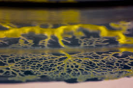 Attēlu rezultāti vaicājumam “Physarum obscurum young”