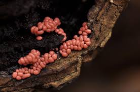 Attēlu rezultāti vaicājumam “Trichia contorta”