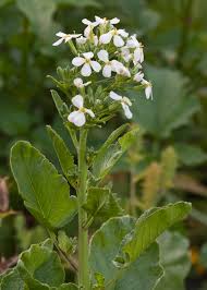 Attēlu rezultāti vaicājumam “Raphanus sativus”