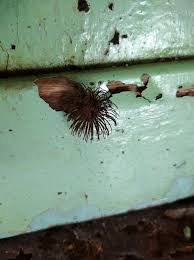 Attēlu rezultāti vaicājumam “Stemonitis splendens”