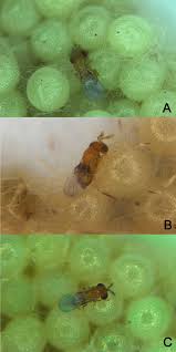 Attēlu rezultāti vaicājumam “Comatricha fragilis stalked”