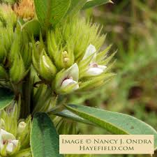 Attēlu rezultāti vaicājumam “Lophozia capitata”