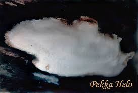 Attēlu rezultāti vaicājumam “Antrodia crassa”