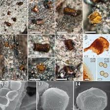 Attēlu rezultāti vaicājumam “Licea pusilla spores”