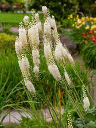 Image result for Silberkerze